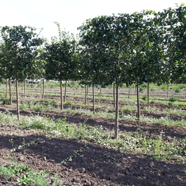 Липа европейская Паллида (Pallida) шпалера