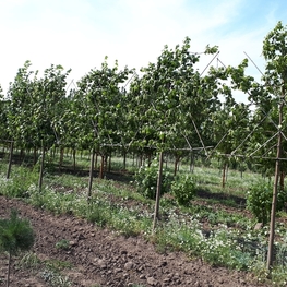 Липа европейская Паллида (Pallida) шпалера