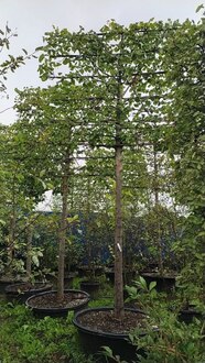 Липа европейская Паллида (Pallida) шпалера