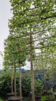 Липа европейская Паллида (Pallida) шпалера