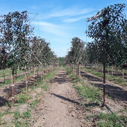 Яблоня декоративная Маковецкого (Makowiecki) шпалера