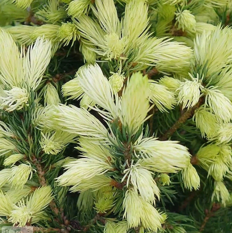 Ель канадская Дейзи Вайт (Daisy's White)