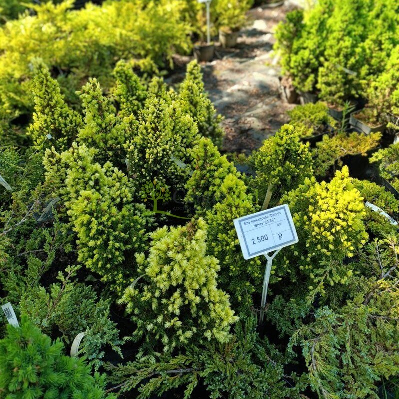 Ель канадская Дейзи Вайт (Daisy's White)