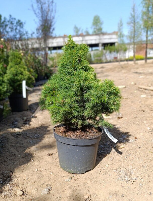 Ель канадская Дейзи Вайт (Daisy's White)