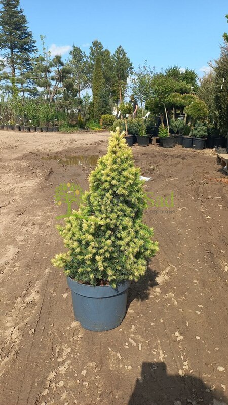 Ель канадская Дейзи Вайт (Daisy's White)