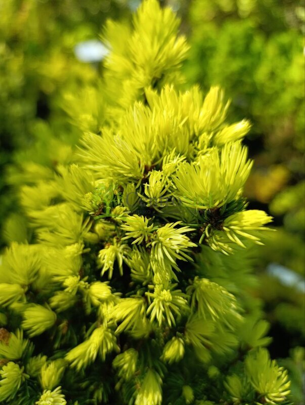 Ель канадская Дейзи Вайт (Daisy's White)