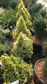 Ель канадская Дейзи Вайт (Daisy's White)