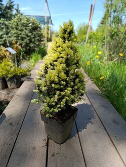 Ель канадская Дейзи Вайт (Daisy's White)