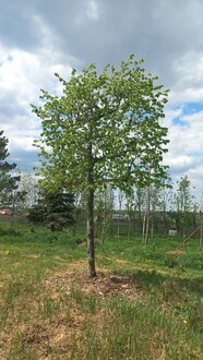 Липа мелколистная шпалера