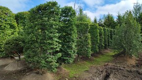 Липа мелколистная шпалера