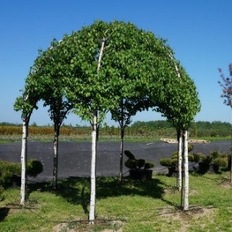 Беседка из березы повислой "Betula Pendula" (Пендула)
