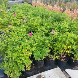 Роза морщинистая "Rosa rugosa"