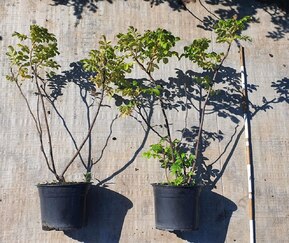 Роза морщинистая Роза ругоза (Rosa rugosa)