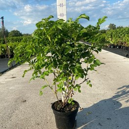 Роза морщинистая Роза ругоза (Rosa rugosa)