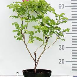 Роза морщинистая Роза ругоза (Rosa rugosa)