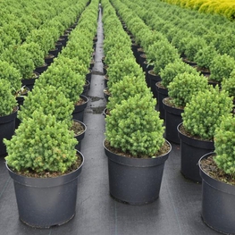 Ель канадская Альберта Глоб (Alberta Globe)