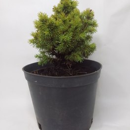 Ель канадская Альберта Глоб (Alberta Globe)