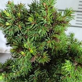 Ель канадская Альберта Глоб (Alberta Globe)