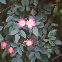 Роза Сизая Роза глаука (Rosa glauca)