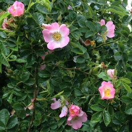 Роза собачья Роза канина (Rosa canina)