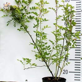 Роза собачья Роза канина (Rosa canina)