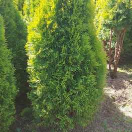 Туя западная Голден Смарагд (Golden Smaragd)