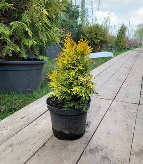 Туя западная Голден Смарагд (Golden Smaragd)