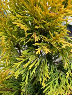 Туя западная Голден Смарагд (Golden Smaragd)