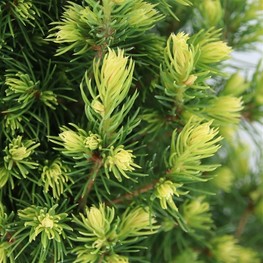 Ель канадская Рейнбоуз Энд (Rainbow's End)