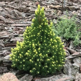 Ель канадская Рейнбоуз Энд (Rainbow's End)