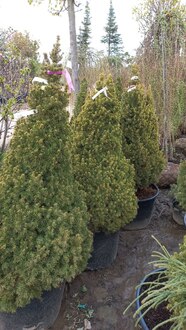 Ель канадская Рейнбоуз Энд (Rainbow's End)