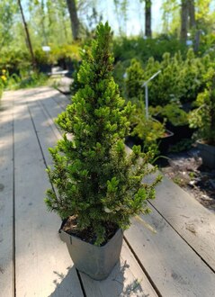 Ель канадская Рейнбоуз Энд (Rainbow's End)