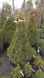 Ель канадская Рейнбоуз Энд (Rainbow's End)