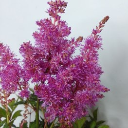 Астильба (Astilbe)