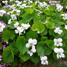 Фиалка мотыльковая Виола (Viola)