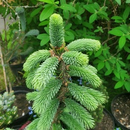 Ель канадская Пендула (Pendula)