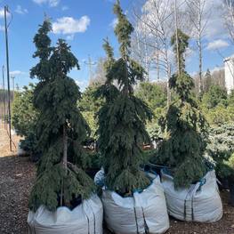 Ель канадская Пендула (Pendula)