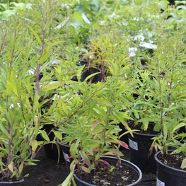 Астра кустарниковая Астер думозус (Aster dumosus)