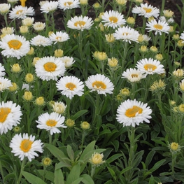Астра альпийская Астер альпинус (Aster alpinus)