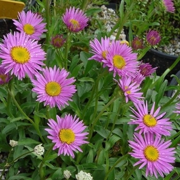 Астра альпийская Хэппи Энд (Happy End)