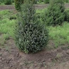 Ель канадская Пицея глаука (Picea glauca)