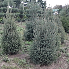 Ель канадская Пицея глаука (Picea glauca)