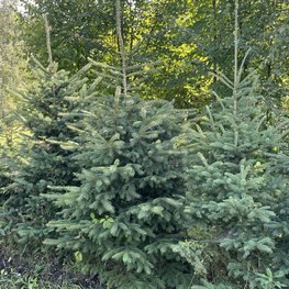 Ель канадская Пицея глаука (Picea glauca)