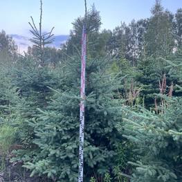 Ель канадская Пицея глаука (Picea glauca)