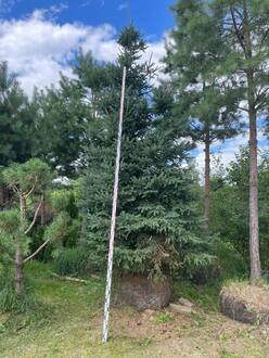 Ель канадская Пицея глаука (Picea glauca)