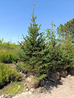 Ель канадская Пицея глаука (Picea glauca)