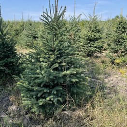 Ель канадская Пицея глаука (Picea glauca)