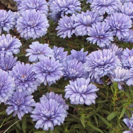 Астра новобельгийская Мари Баллард (Marie Ballard)