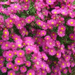 Астра новоанглийская Анденкен ан Алма (Andenken an Alma)