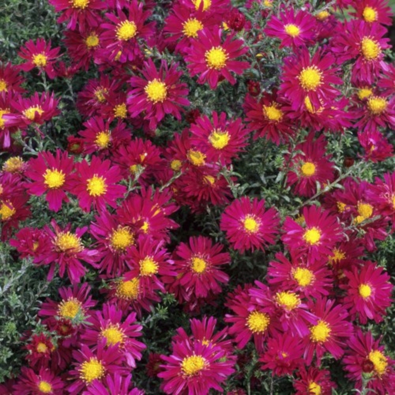 Астра новобельгийская Уинстон Черчилль (Winston Churchill)